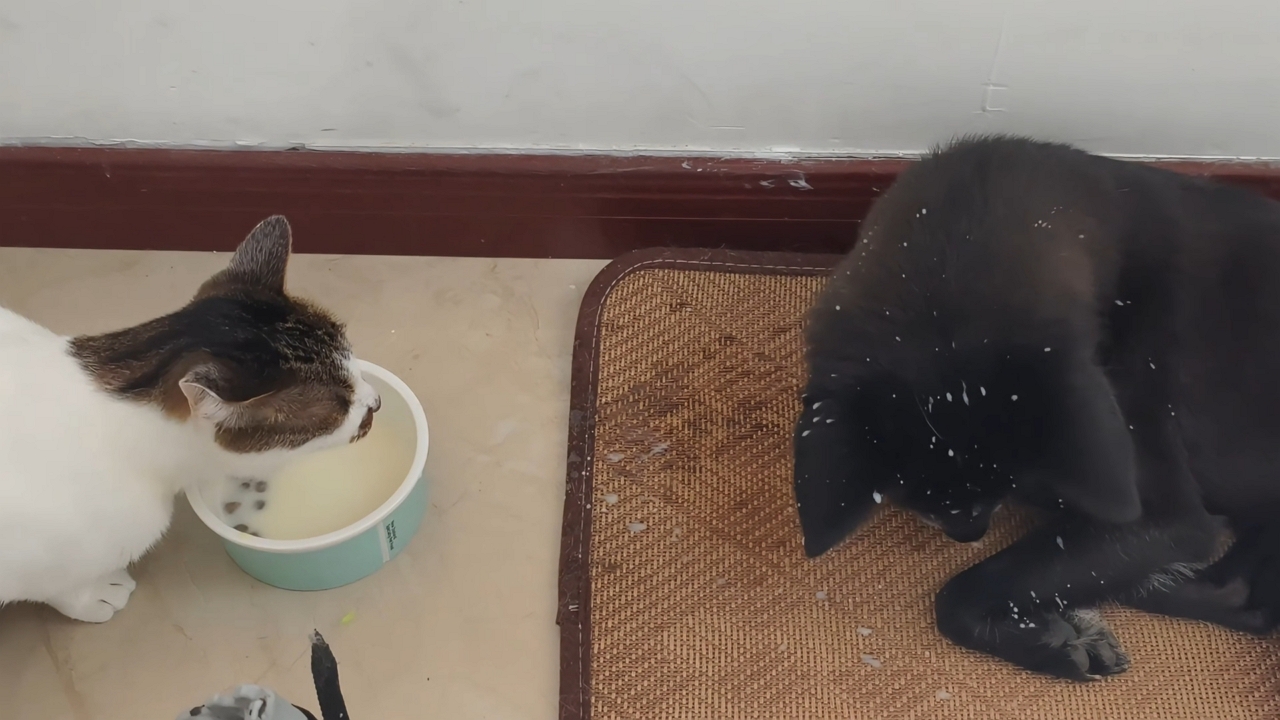 Video thumbnail for Cat Splashes Milk While Drinking Next to Relaxed Dog in Zhejiang