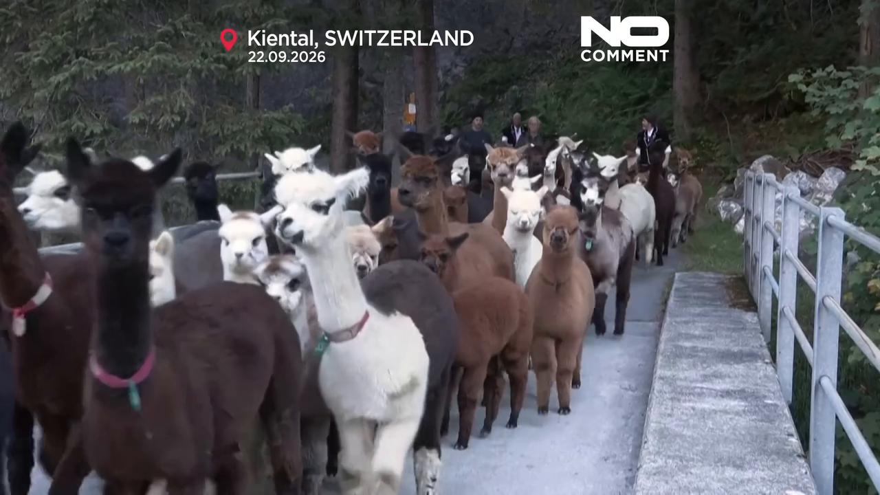 Video thumbnail for Alpaca migration: Woolly travellers make their way down from the Swiss Alps