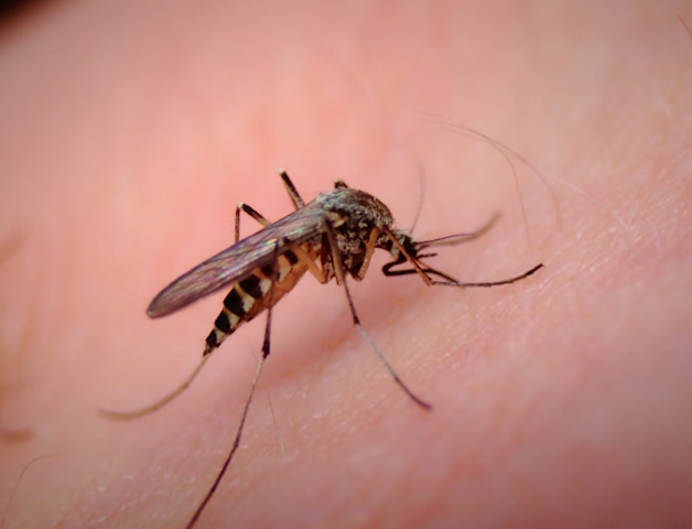Video thumbnail for 16 new mosquito samples test positive for West Nile virus in Suffolk County