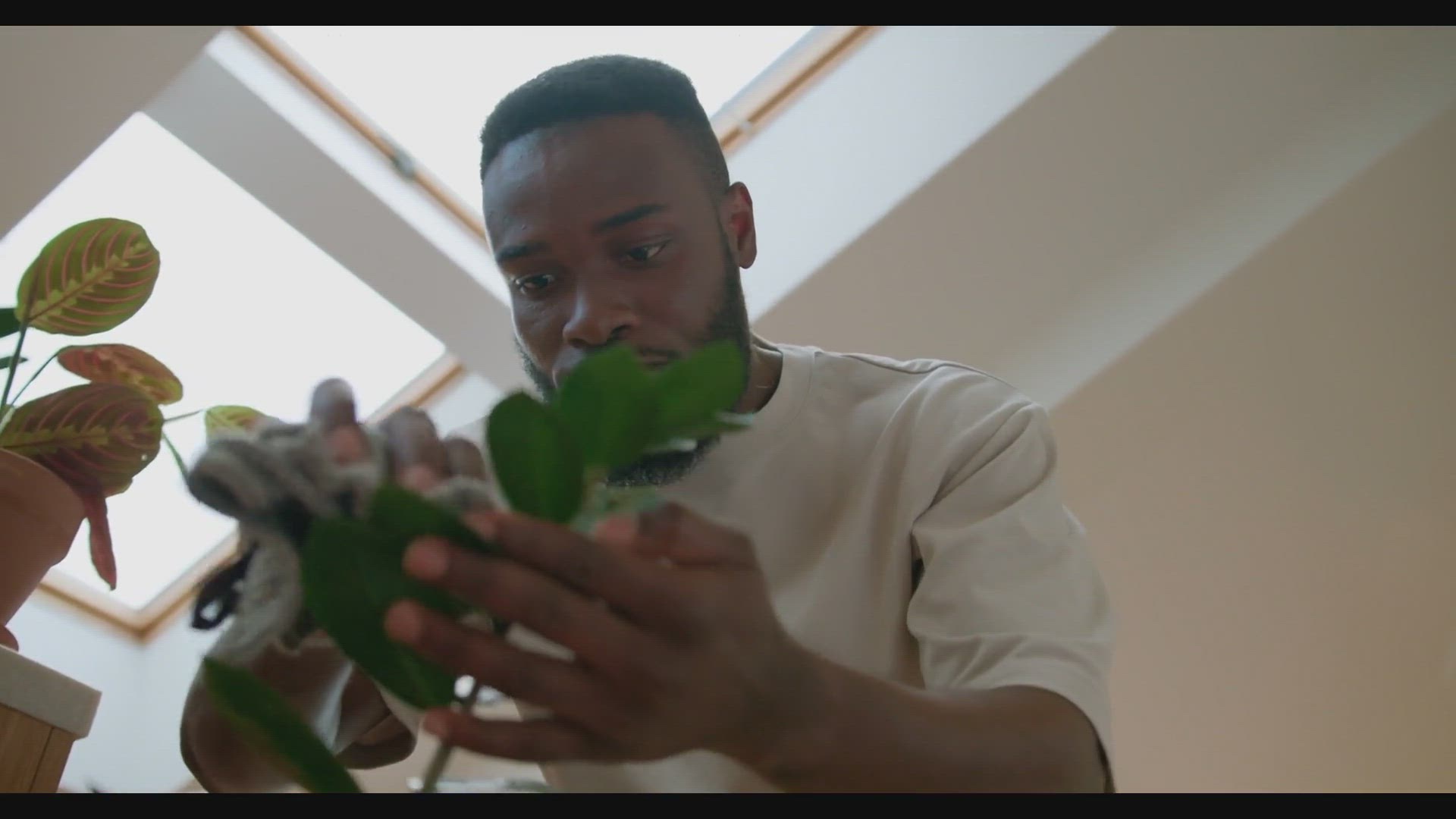 'Video thumbnail for 6 Easy-Care Indoor Plants to Enhance Your Home'