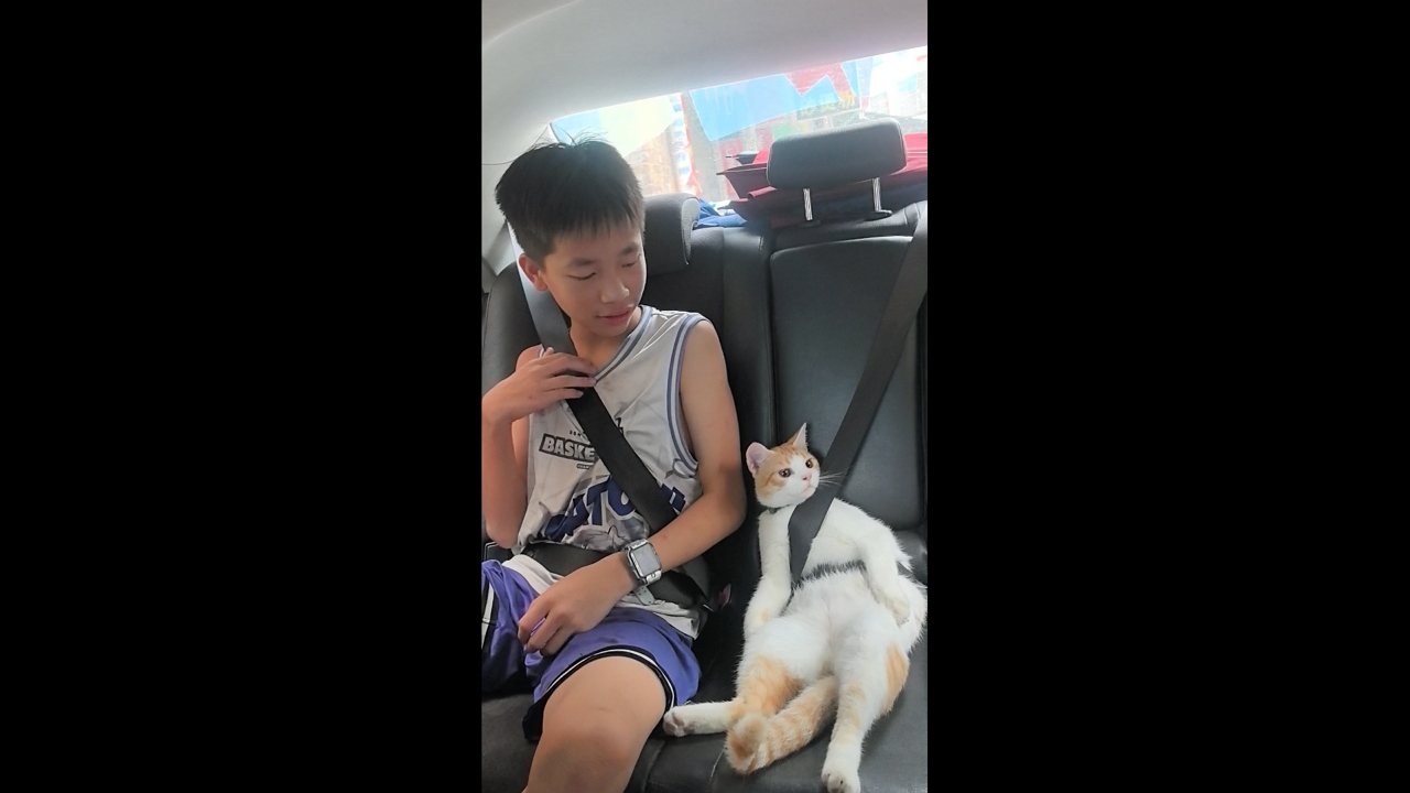 Video thumbnail for Cat Calmly Buckled Up in Car with Belly Exposed