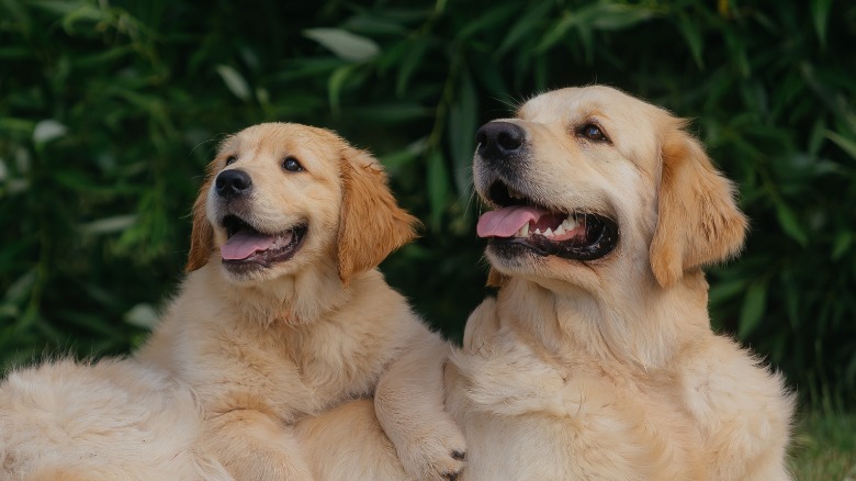 Video thumbnail for Why Golden Retrievers Make Great Family Dogs