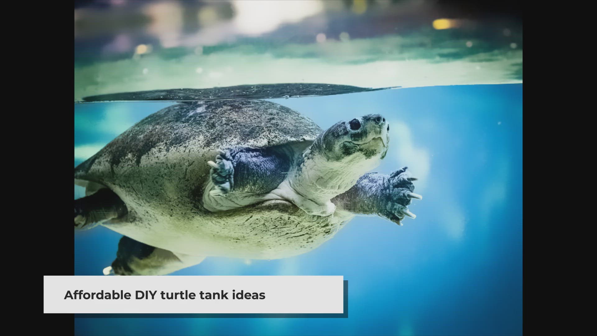 Video thumbnail for DIY Turtle Tanks: Affordable & Creative Habitats