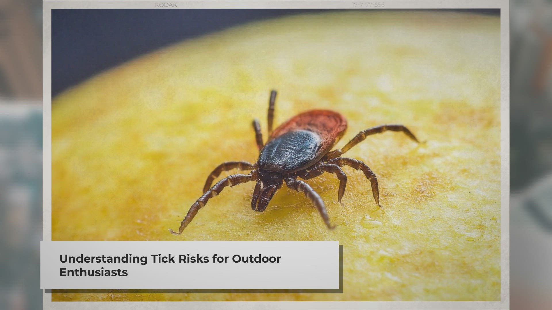 Video thumbnail for Tick Safety: Prevention, Detection, and Removal Tips