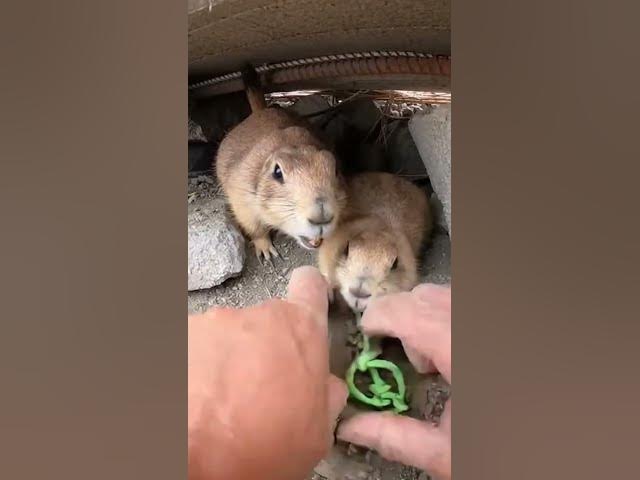 Video thumbnail for Hands Prying Cord in a Tight Rubble Corner