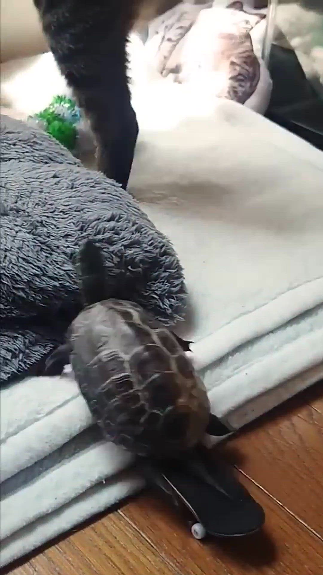 Video thumbnail for Download