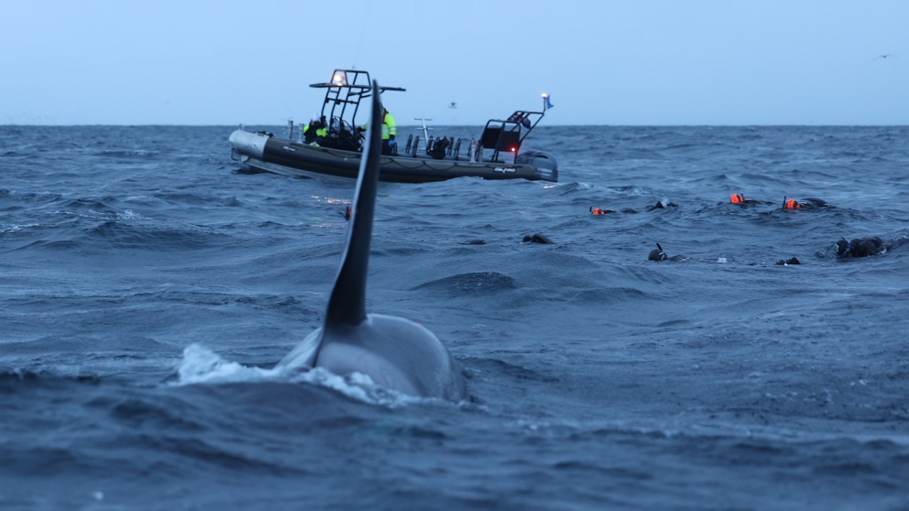 Video thumbnail for Orca Approaches Snorkelers in Seglvik, Norway