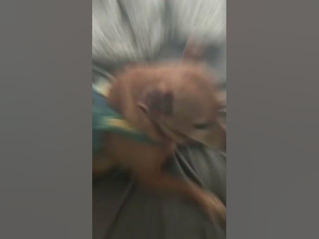 Video thumbnail for Can I pet dat dawg