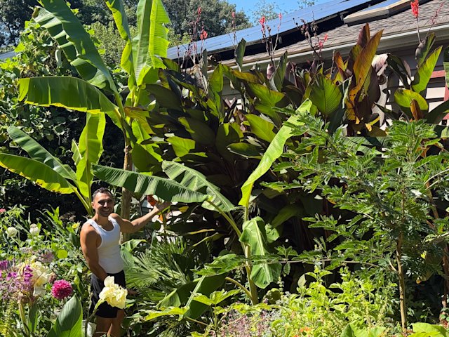 Video thumbnail for Cold weather is coming soon, how can you rescue your favorite tropical patio plants?