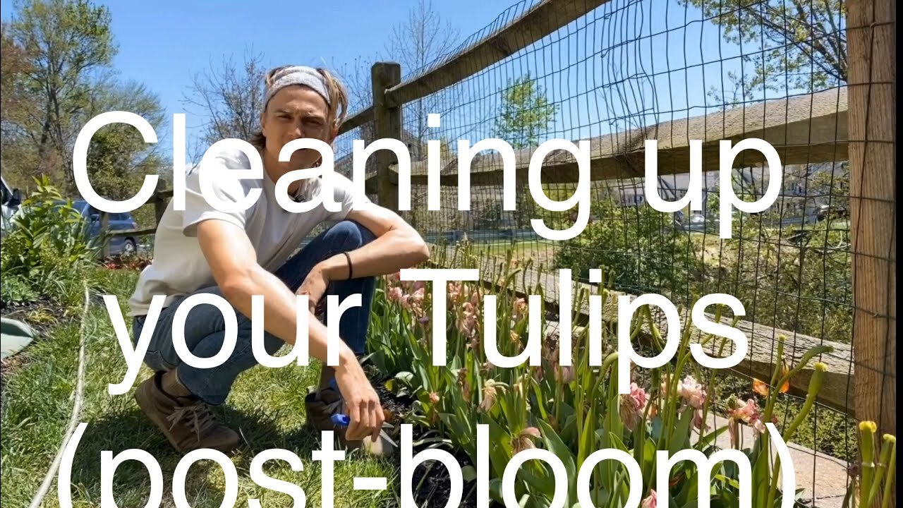 Video thumbnail for Tulip Cleaning: Post Bloom Tulip Care