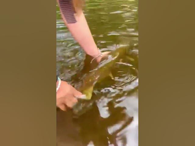 Video thumbnail for 🚨College Track Star Catches-And-Releases Giant 28-Inch Inland River Brown Trout 🔥