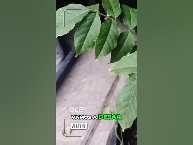 Video thumbnail for 😱💥GLICINIAS perfectas: 🌿El truco de la poda que nadie te cuenta #shorts