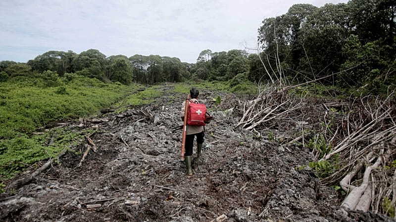 Video thumbnail for Brazil transforms waste palm oil into green energy