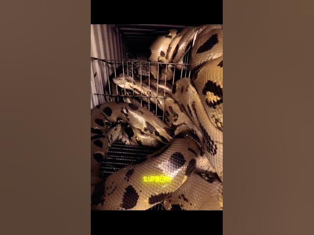 Video thumbnail for unexpected 🐍🔞. _#shortvideo_#foryou_#usa_