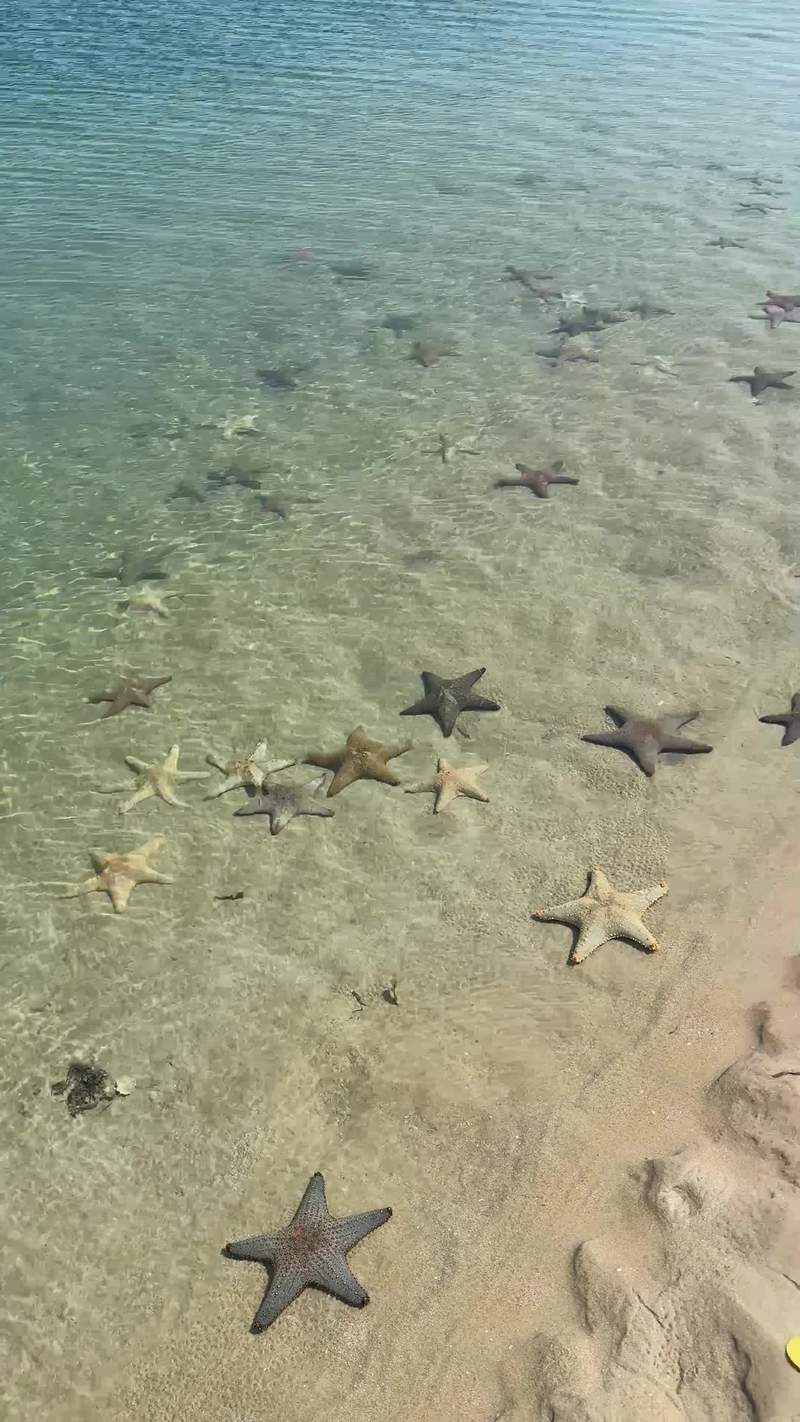 Video thumbnail for Sea Stars Gather along a Shallow Mozambique Shoreline