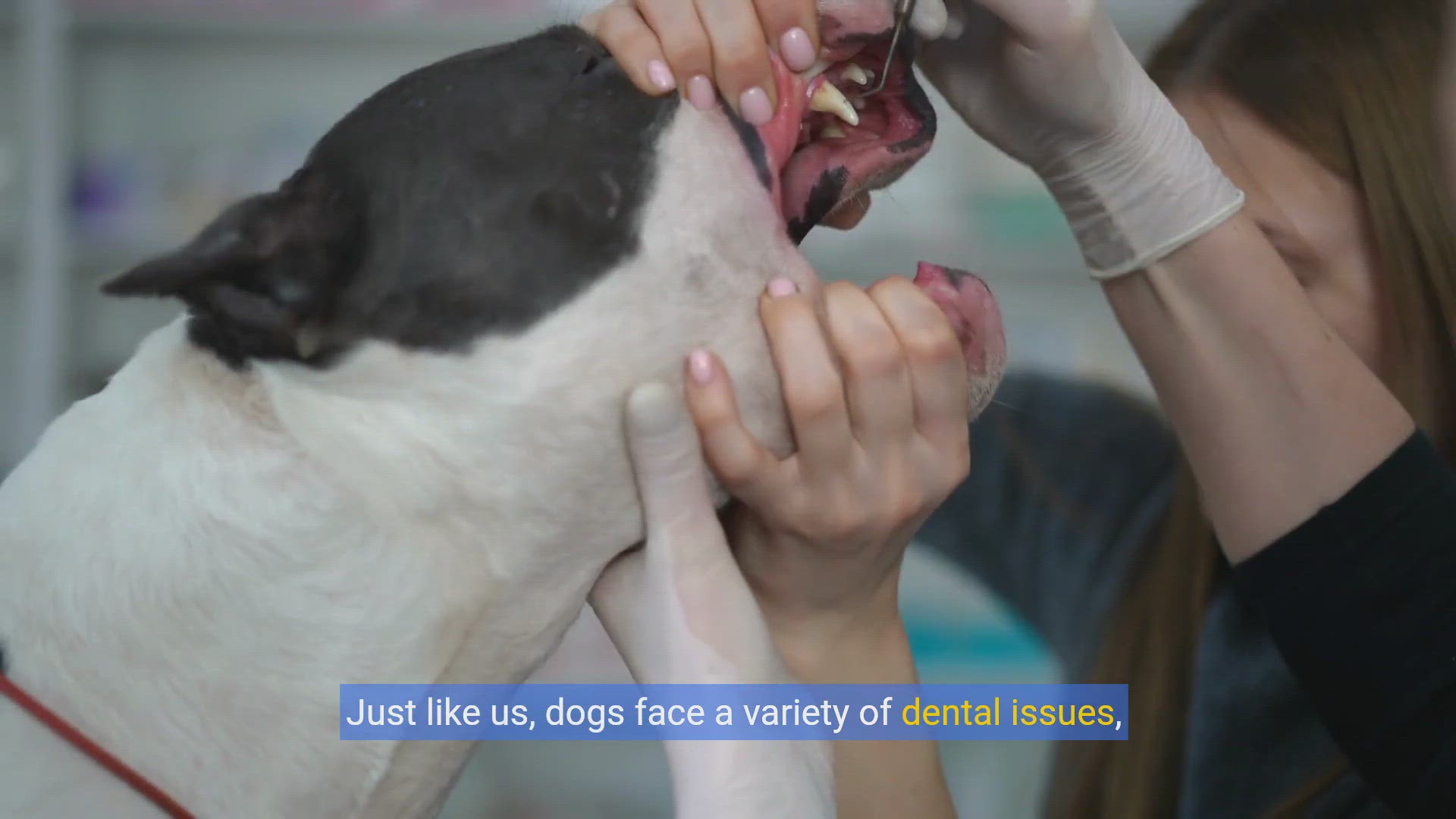 'Video thumbnail for Healthy Bites: Choosing the Best Dental Diet for Your Dog'