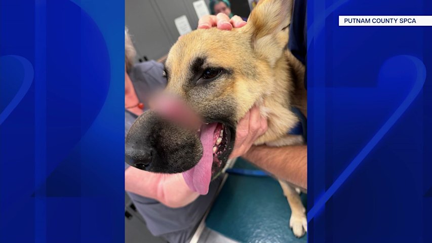 Video thumbnail for Young German shepherd rescued after being found with mouth taped shut