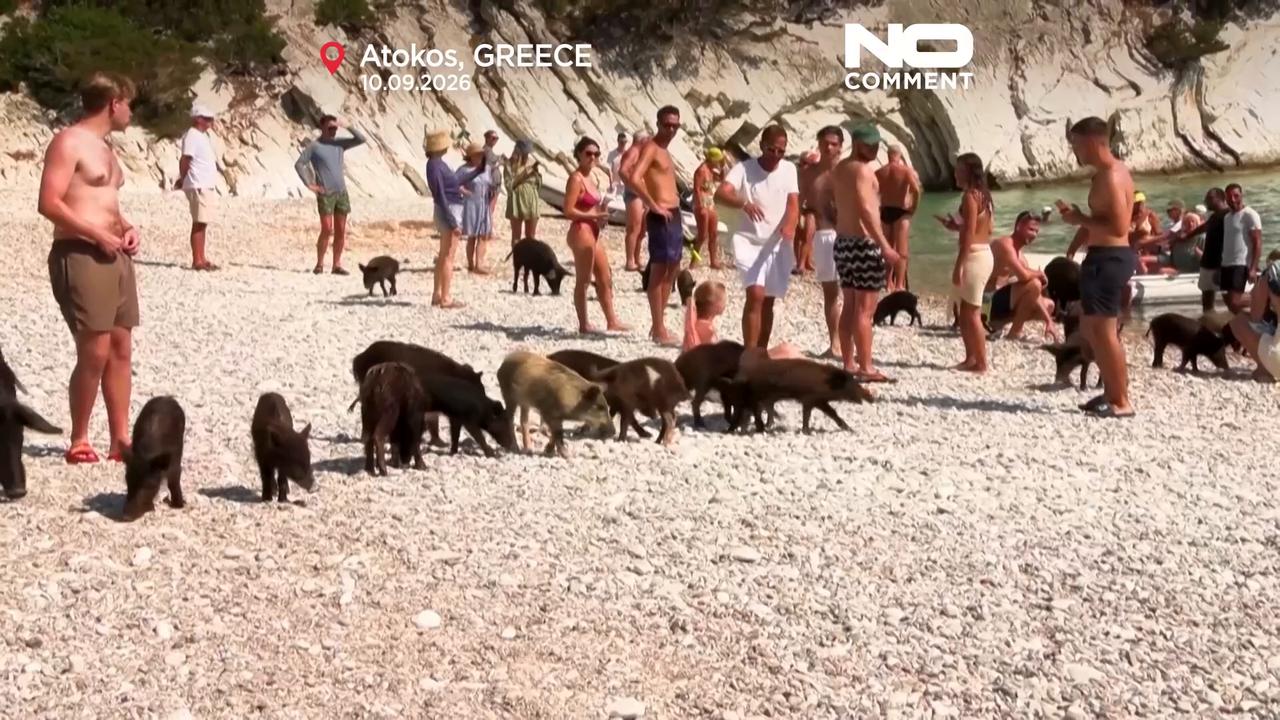 Video thumbnail for Tourists swim with Greece’s famous black pigs on Atokos island