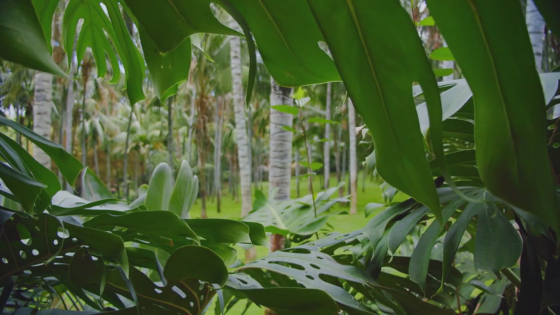 'Video thumbnail for How to Grow Monstera Deliciosa in Your House'