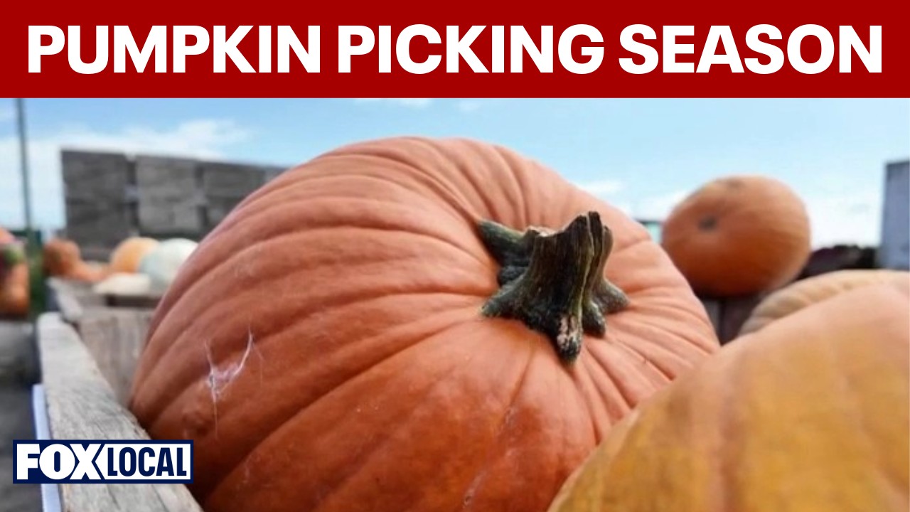Video thumbnail for Long Island pumpkin picking season kicks off