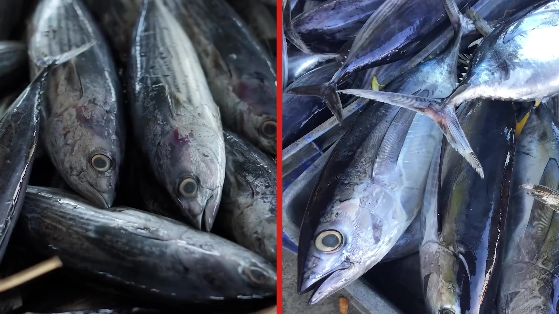 Video thumbnail for This Is How Canned Tuna Is Really Made
