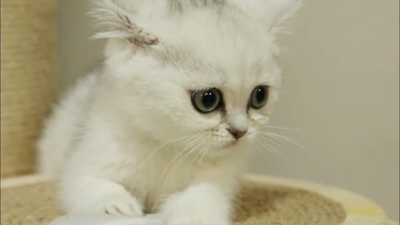 'Video thumbnail for Discover Amazing Cat Facts & End with a Meow of Jokes and Laughter!'