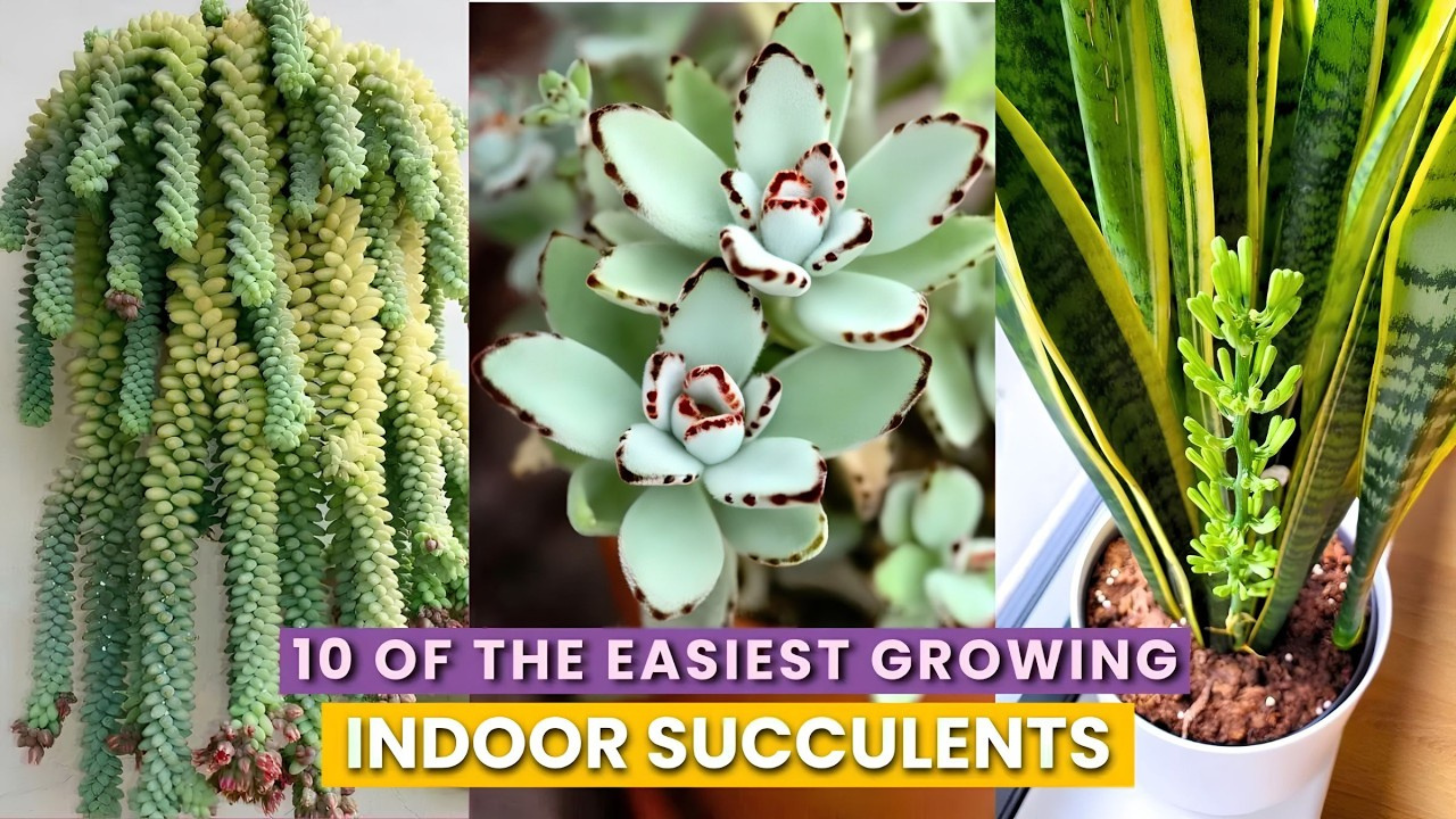 Video thumbnail for 10 Tough Succulents That Thrive on Neglect _ Perfect Low-Maintenance Houseplants