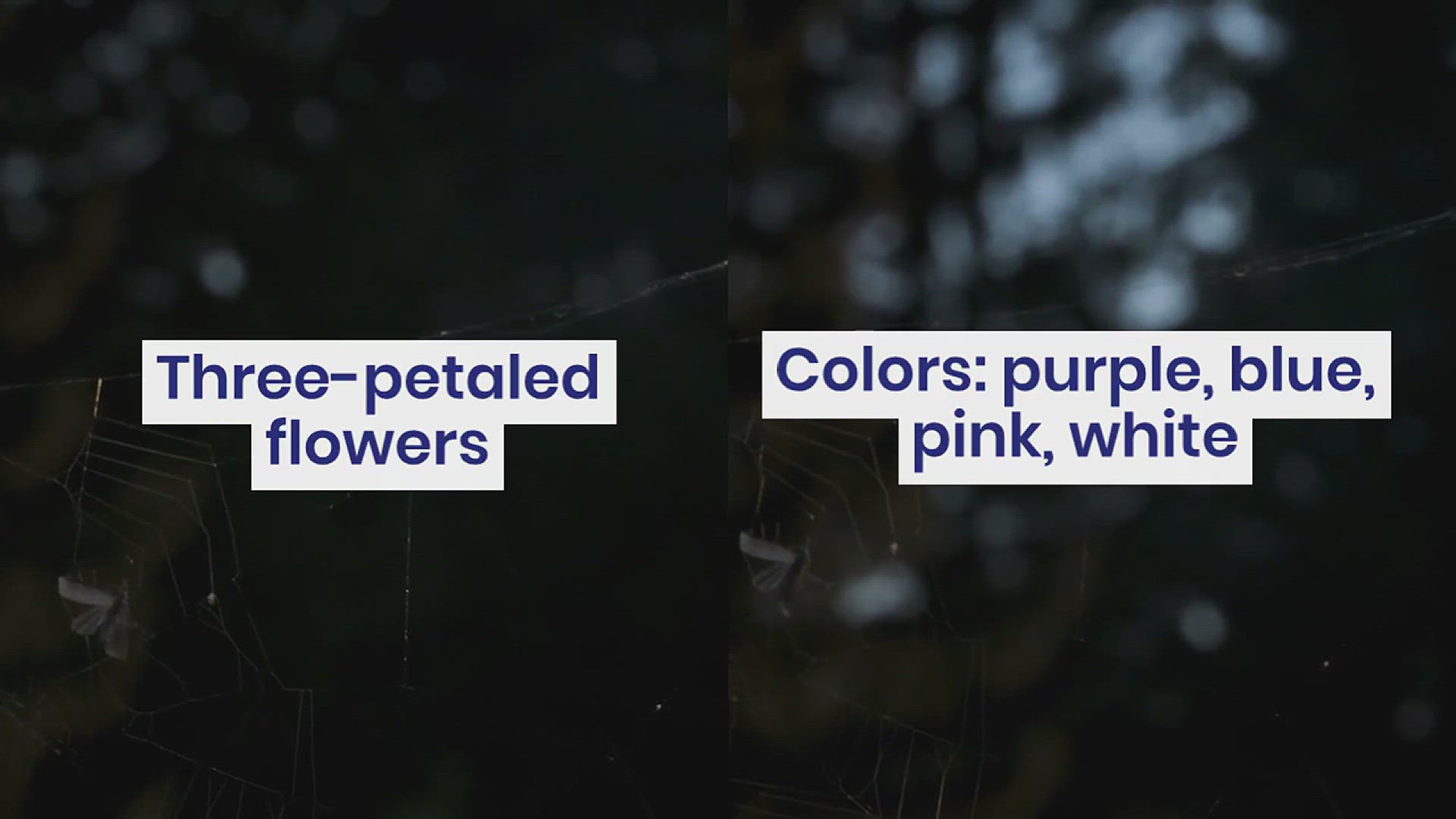 'Video thumbnail for How to Grow Spiderwort'
