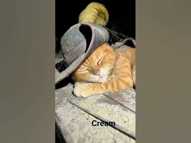 Video thumbnail for happy happy