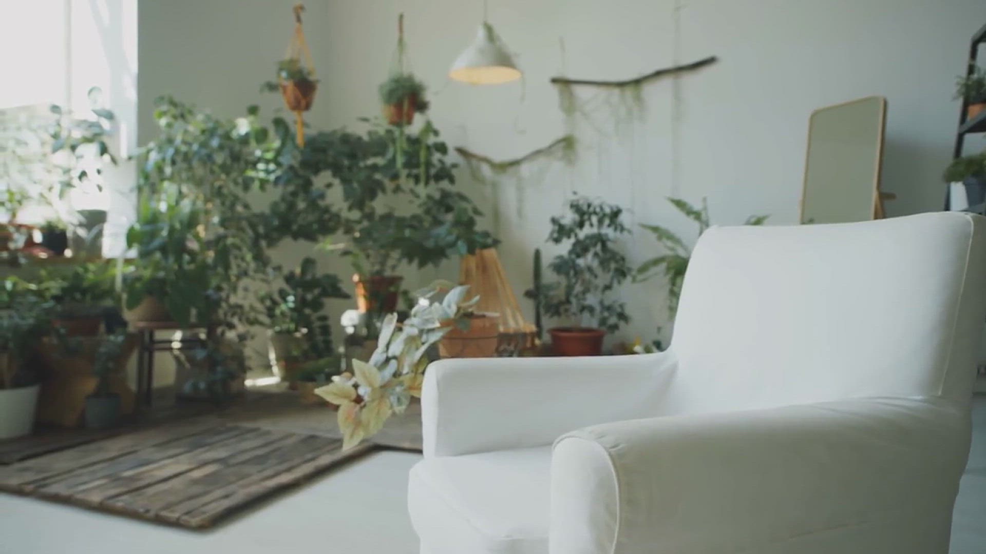 'Video thumbnail for How to Grow Ficus Audrey Indoors'