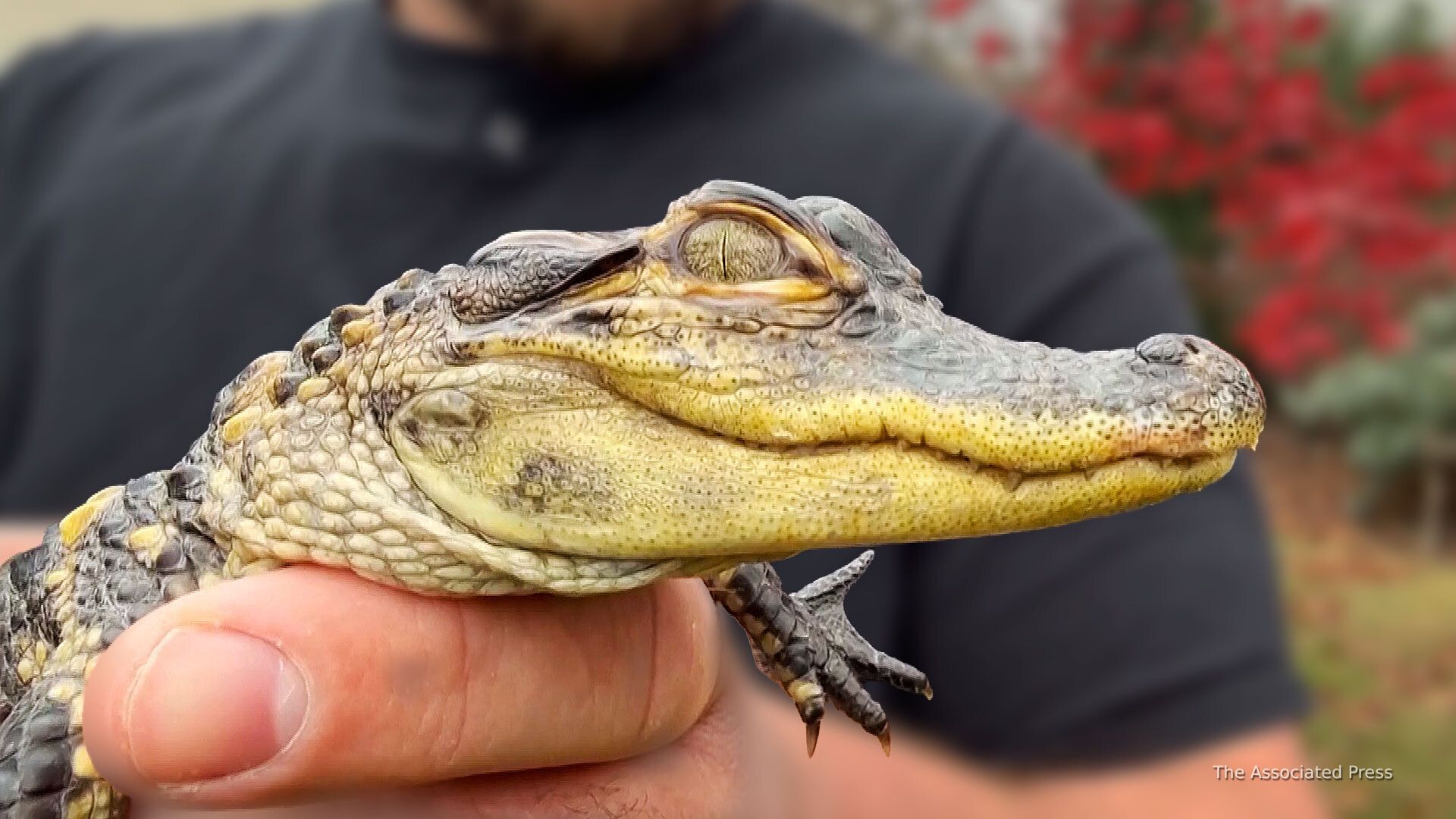 Video thumbnail for It’s no croc: Alligator awaits new home after rescue from the streets of Boston