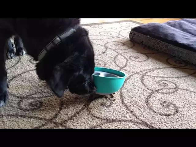 'Video thumbnail for My dog's first use of the Rock 'n Bowl Puzzle Feeder dog food bowl'