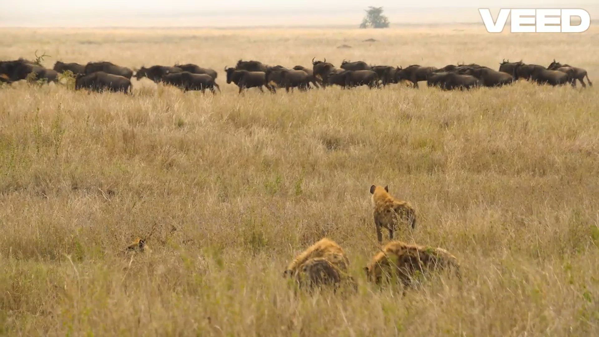 Video thumbnail for Meet the Aardvark_ Nature's Termite Titan