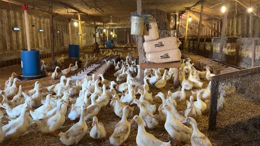 Video thumbnail for LI's last duck farm now in full production after bird flu devastated flock