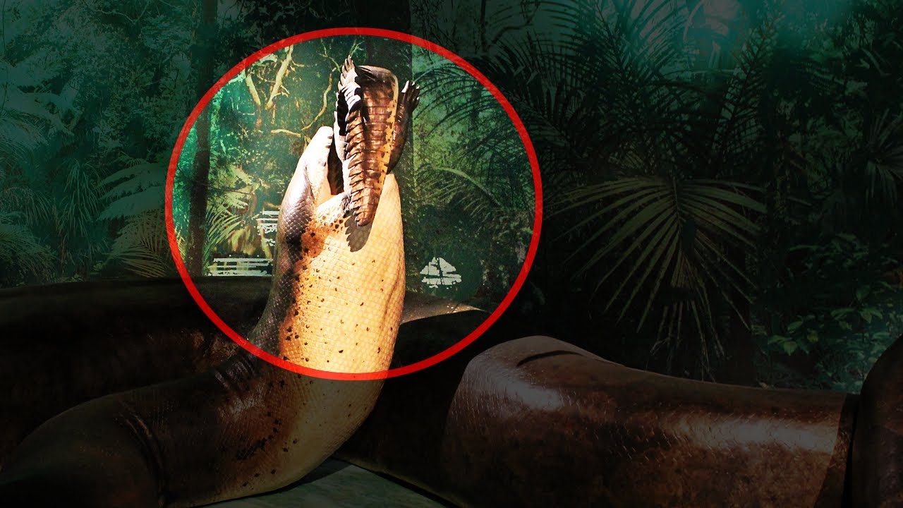 Video thumbnail for 10 Prehistoric Creatures that Are Thankfully Extinct