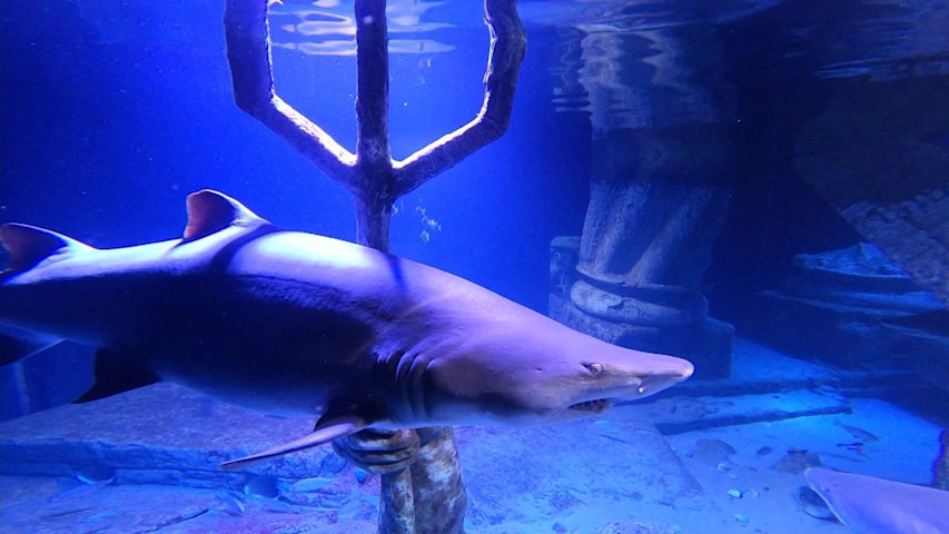 Video thumbnail for Sharks, penguins and more at Riverhead’s Long Island Aquarium