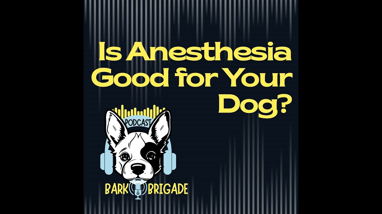 Video thumbnail for Safety of Anesthesia for Dogs: What You Should Know