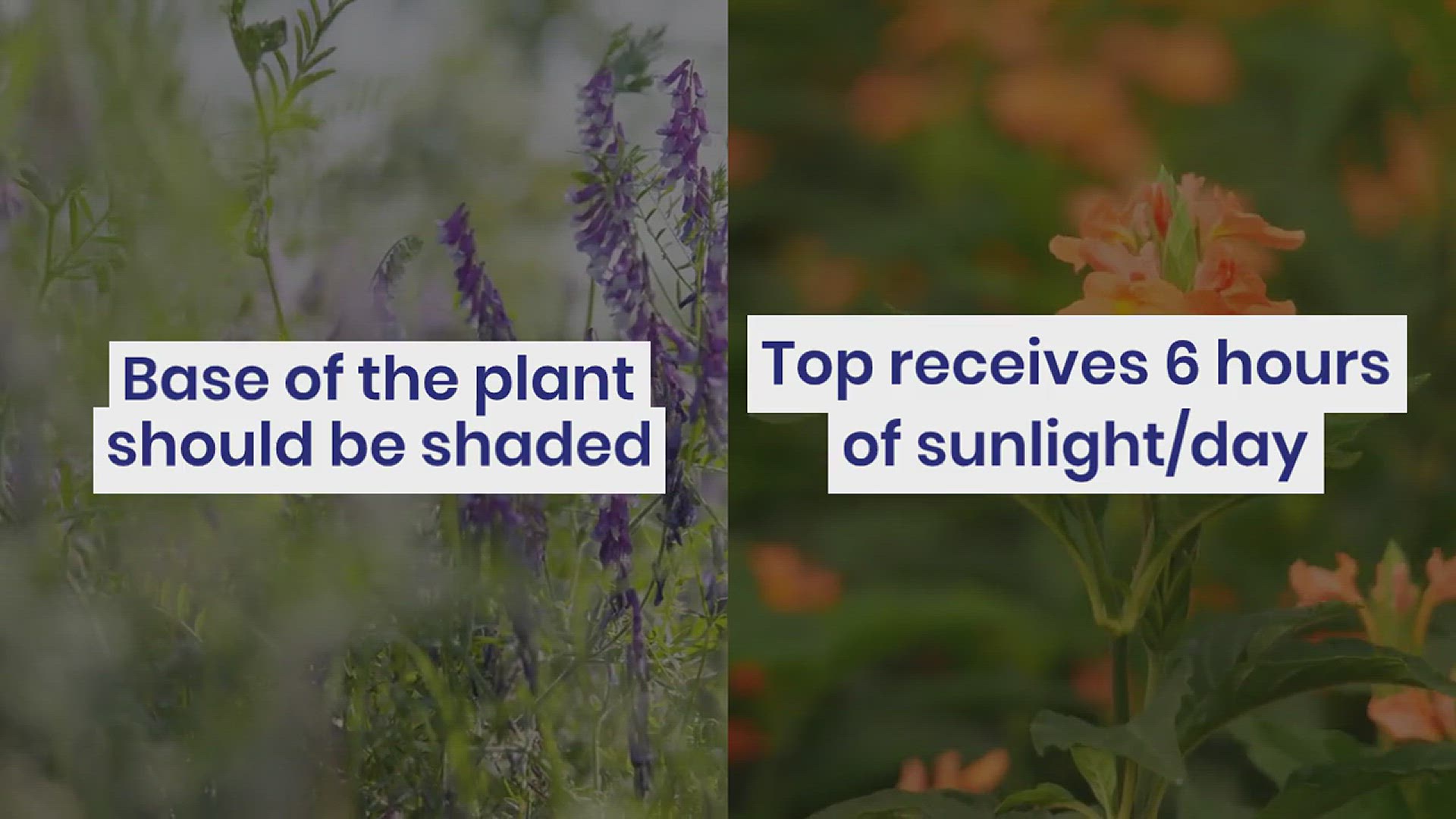 'Video thumbnail for How to Grow Clematis in Your Garden'