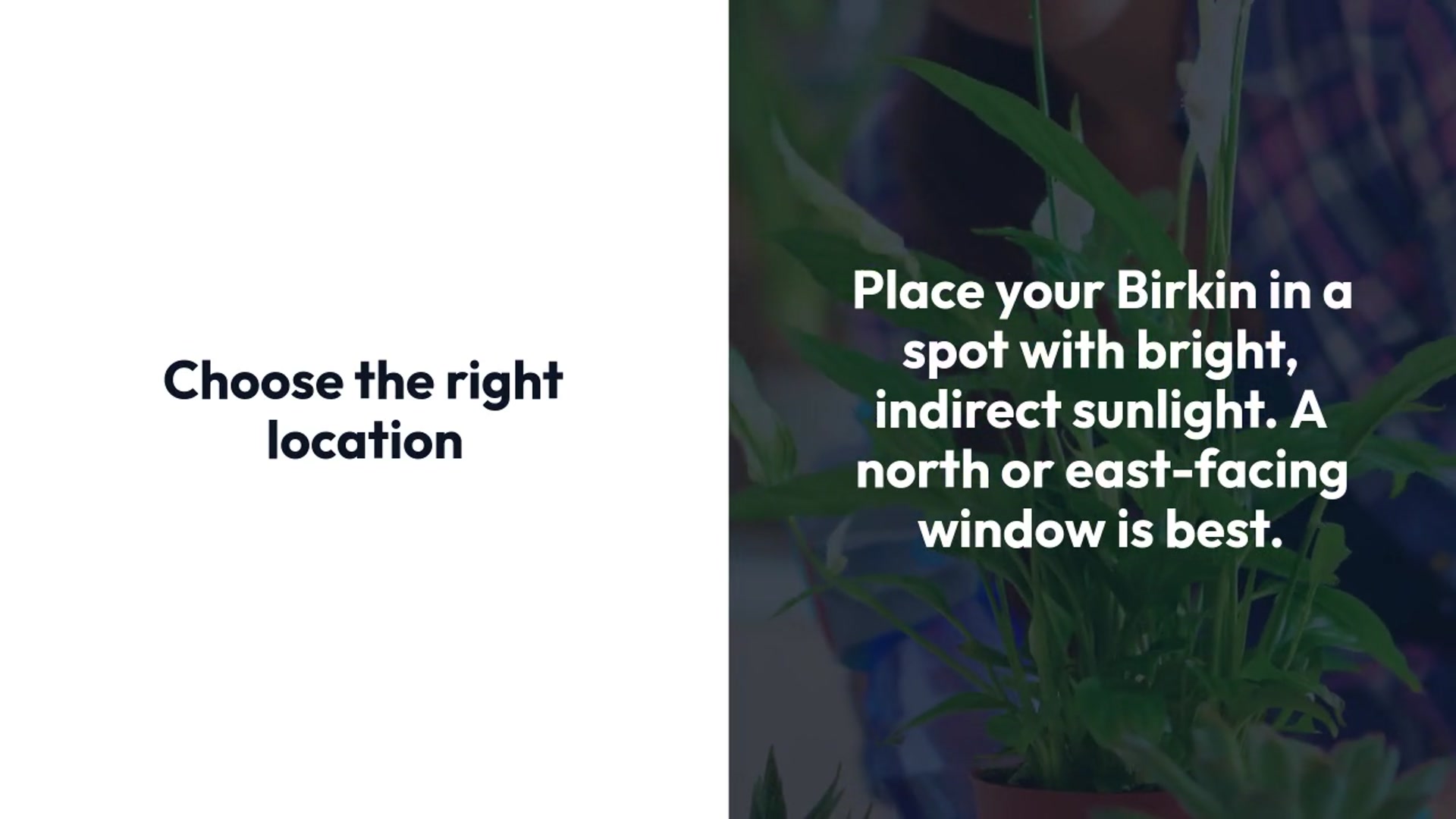 Video thumbnail for How To Grow Philodendron Birkin