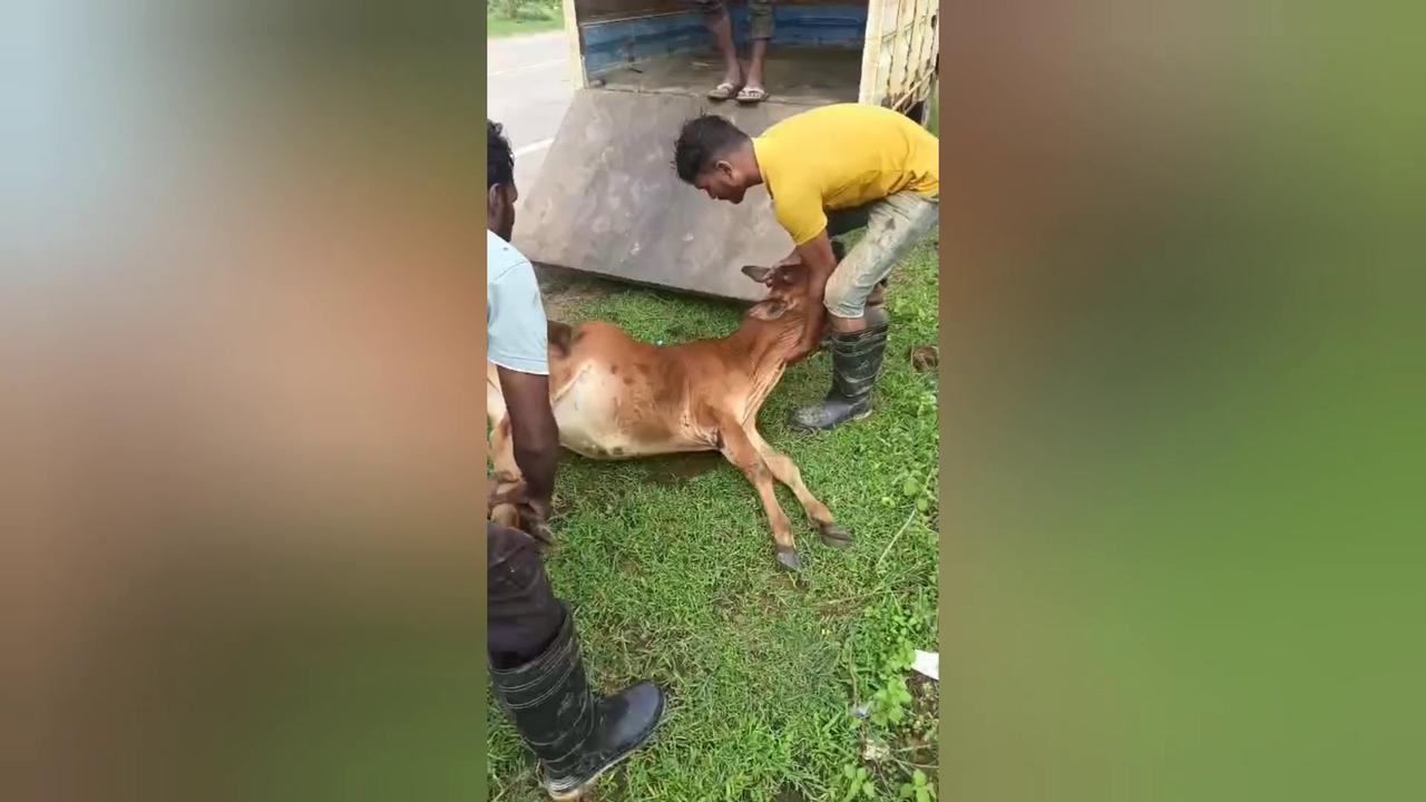 Video thumbnail for India: Social cow saver organisation rescued a cow calf suffered a broken leg an accident in Shahdol , Madhya Pradesh.