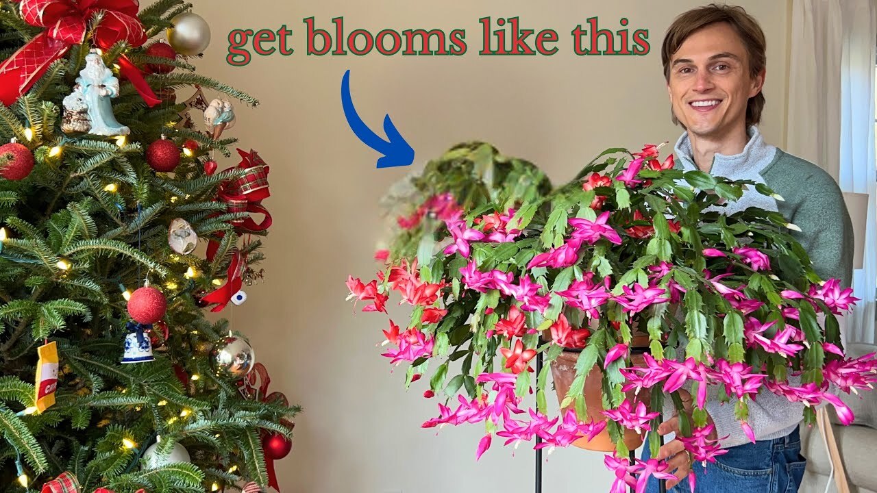 Video thumbnail for How to Care for CHRISTMAS CACTUS Plants to get MAX Flowers Every Year - Secrets to their Blooms