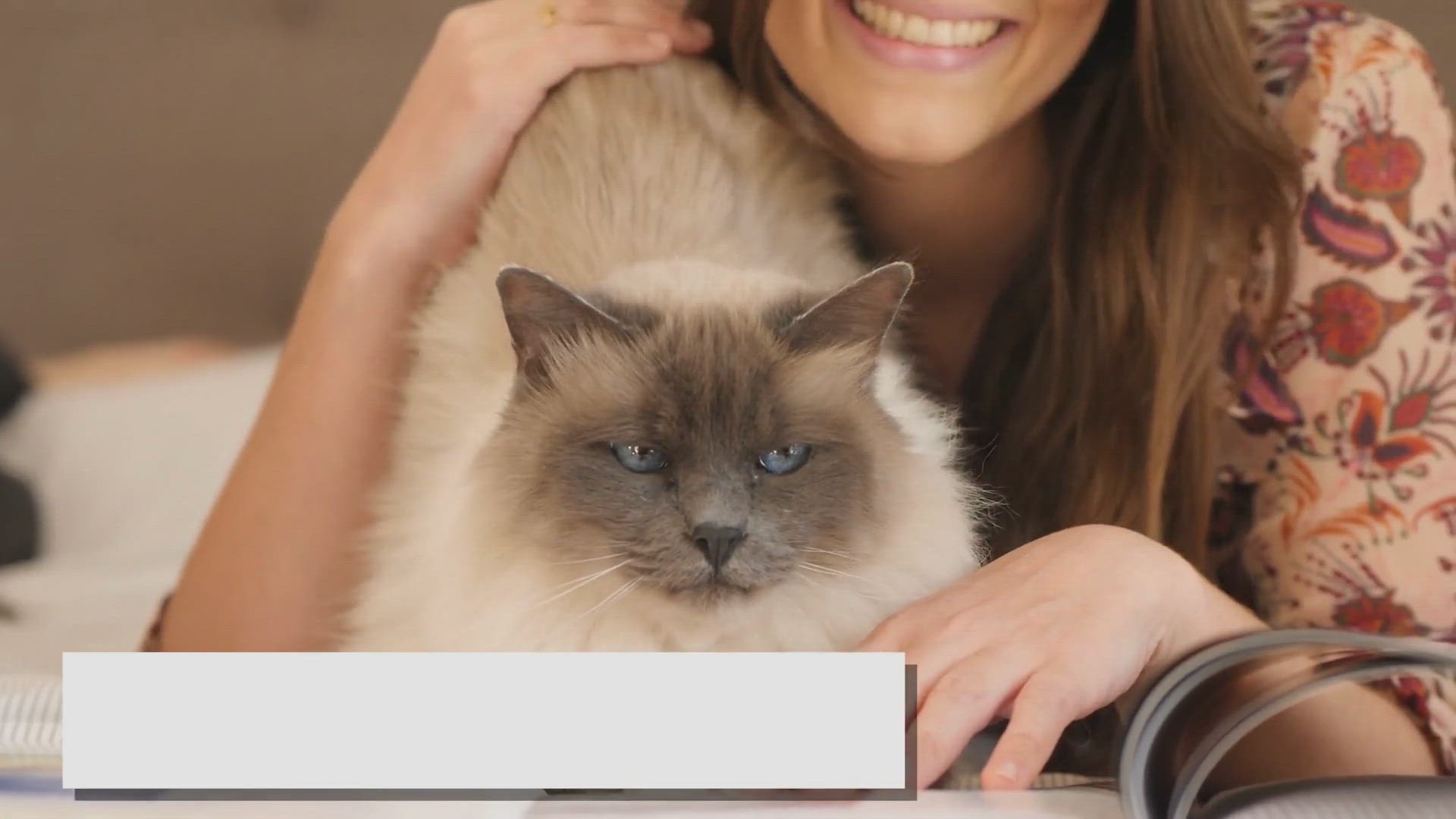 'Video thumbnail for Why Water is a Ragdoll's Best Friend!'