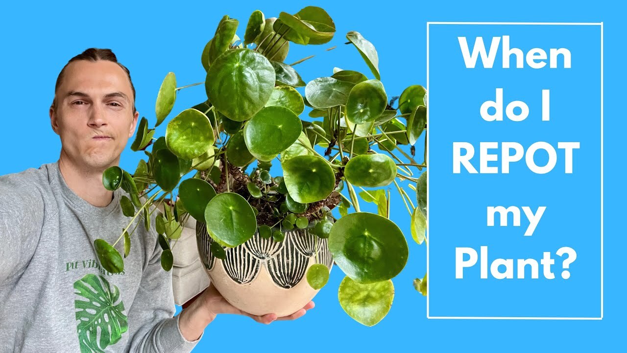 Video thumbnail for REPOTTING HOUSEPLANTS - Should You Repot, How to Know, Tips & Examples Repotting Indoor Plants
