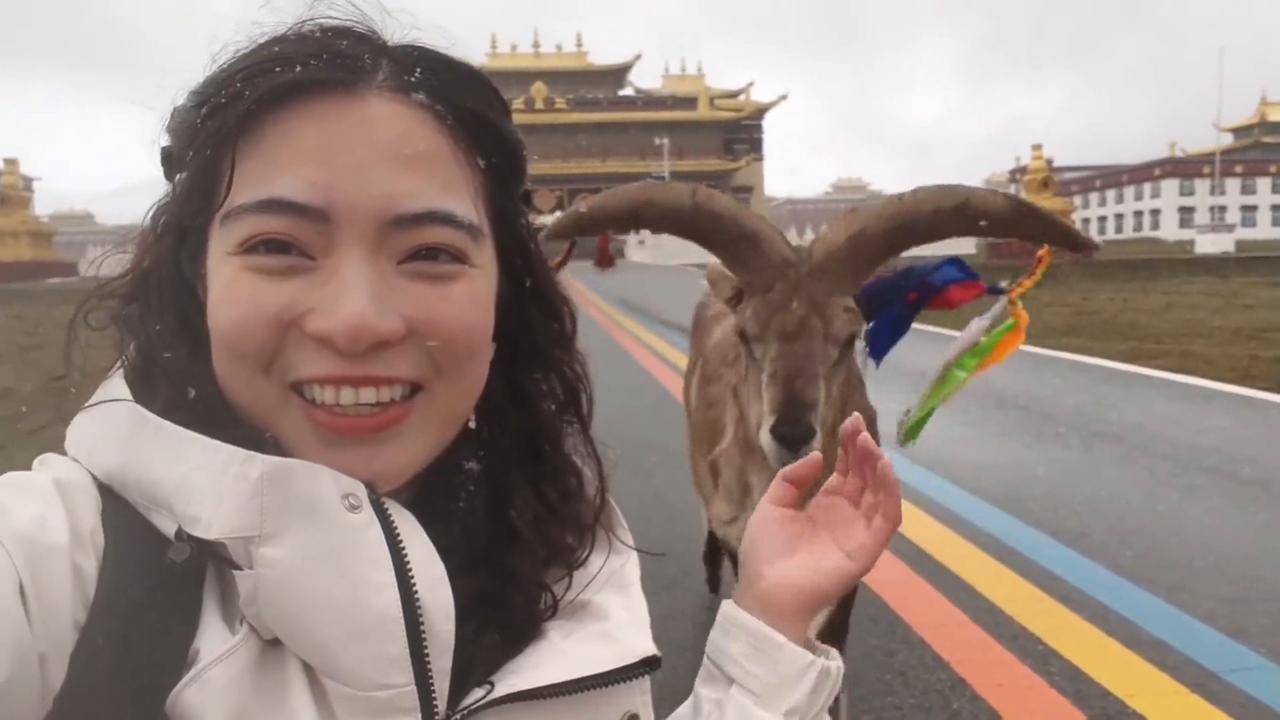 Video thumbnail for China: Chinese woman captures rare close greeting from bharal in Sichuan.