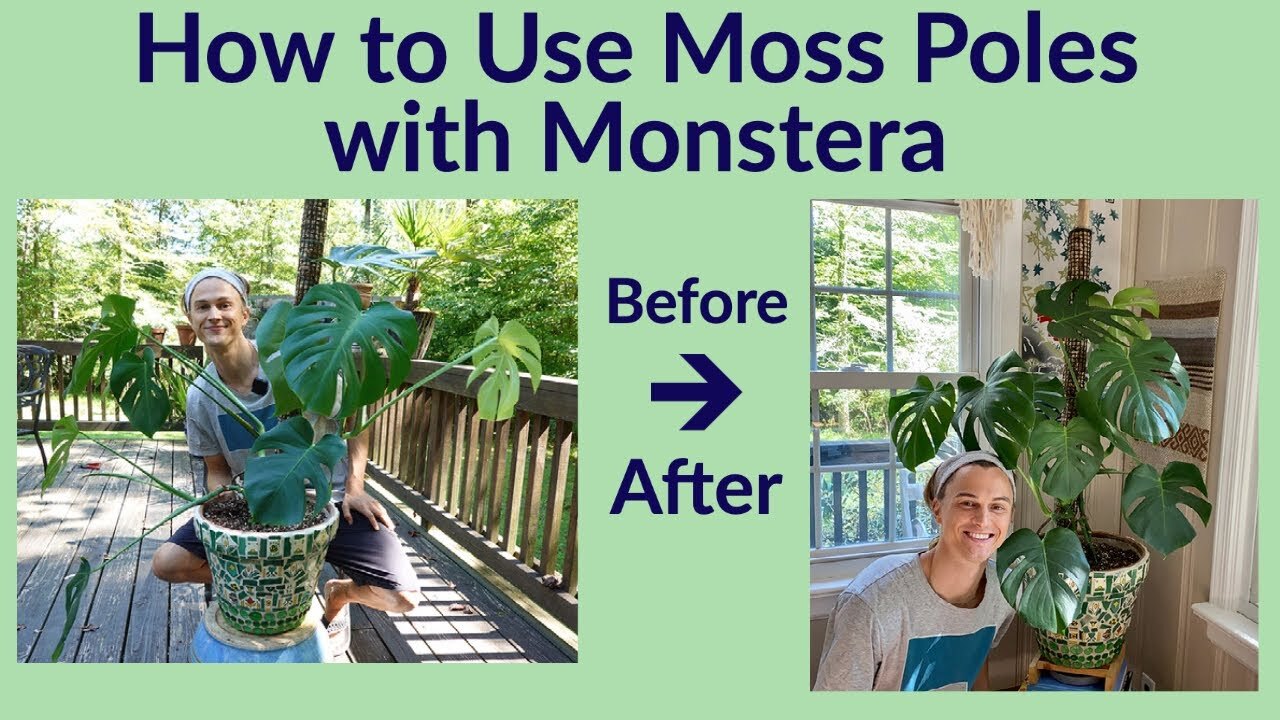 Video thumbnail for Moss Poles & Monstera deliciosa - How to Use them (2023)