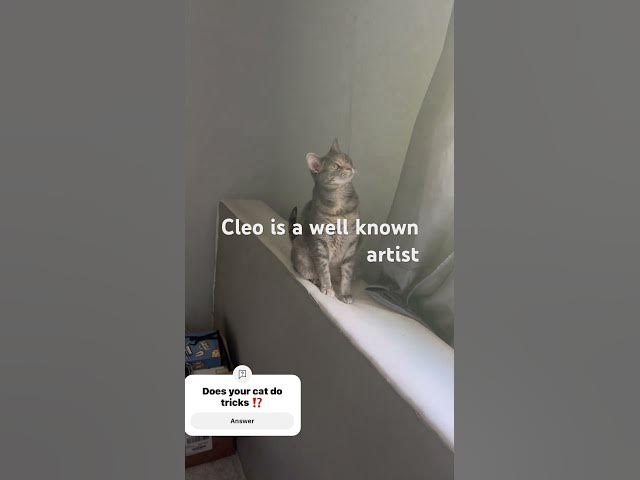 Video thumbnail for Watch Cleo run her morning routine #cat #cattricks #smartcats #funnycats