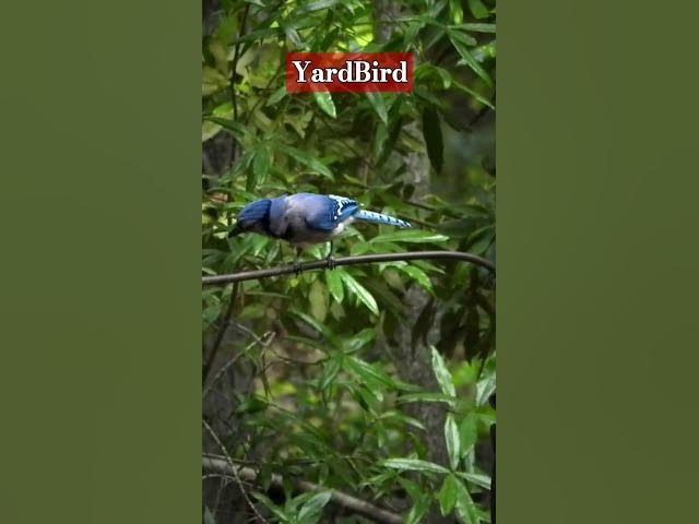 Video thumbnail for Basking Blue Jays
