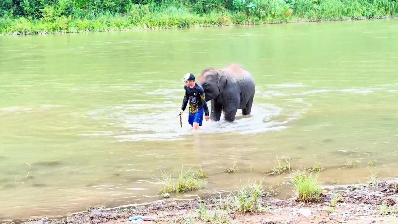 Video thumbnail for Laos: Chinese elephant calf helps fallen caretaker in water.