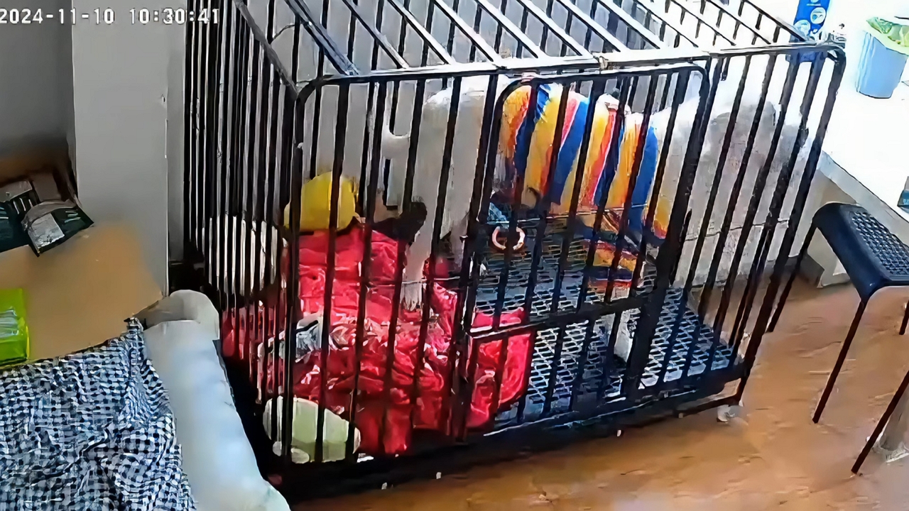 Video thumbnail for Dog Hilariously Busts Out of Cage by Accident