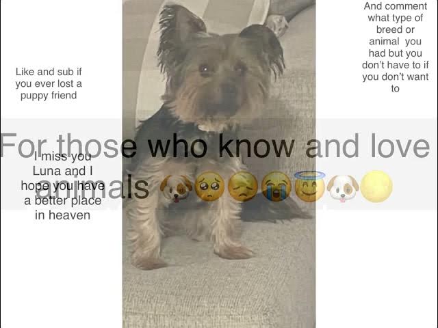 Video thumbnail for Luna’s last good times with me and Joules